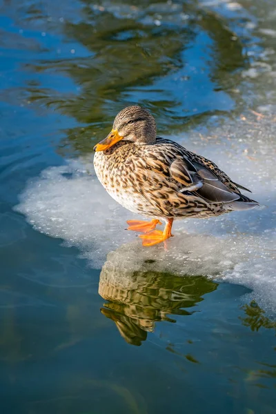 Mallard duck standing on ice — Stock Photo, Image