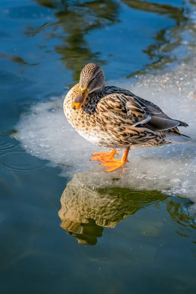 Mallard duck standing on ice — Stock Photo, Image