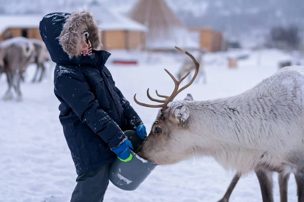 Ragazzino che nutre renne in inverno — Foto Stock