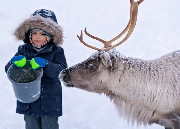 Ragazzino che nutre renne in inverno — Foto Stock
