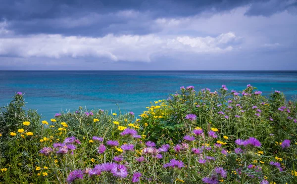 Flores coloridas en un prado sobre la playa de Alykes — Foto de Stock