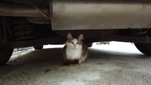 駐車場に車の下に隠れているかわいい猫 — ストック動画