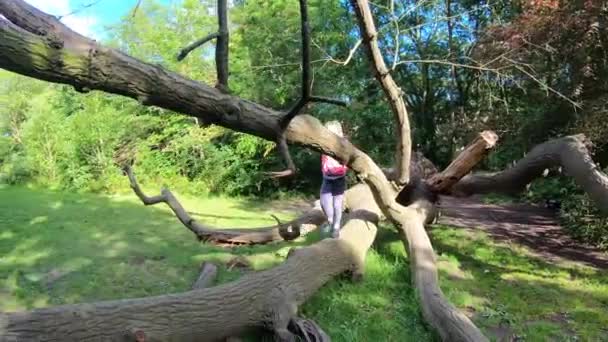 Jovem Caucasiana Caminhando Grande Tronco Árvore Uma Floresta — Vídeo de Stock