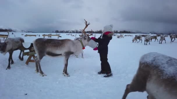 Little Girl Warm Winter Jacket Feeding Reindeer Winter Tromso Region — Stock Video