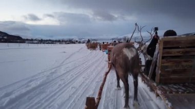 Karda turistlerle kızak çeken ren geyikleri, Tromso bölgesi, Kuzey Norveç