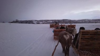Karda turistlerle kızak çeken ren geyikleri, Tromso bölgesi, Kuzey Norveç