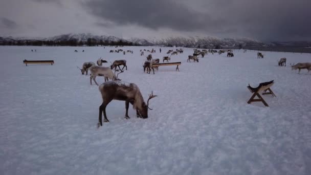 在挪威北部特罗姆瑟地区寻找雪中食物的驯鹿群 — 图库视频影像