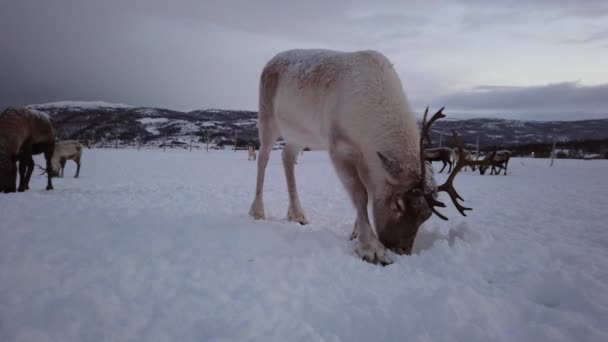 Kudde Rendieren Zoek Naar Eten Sneeuw Regio Tromsø Noord Noorwegen — Stockvideo