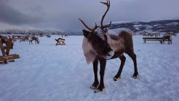 Csorda rénszarvasok keresnek az élelmiszer-hóban, Tromso régió, Észak-Norvégia