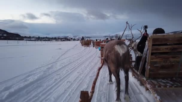 Karda Turistlerle Kızak Çeken Ren Geyikleri Tromso Bölgesi Kuzey Norveç — Stok video