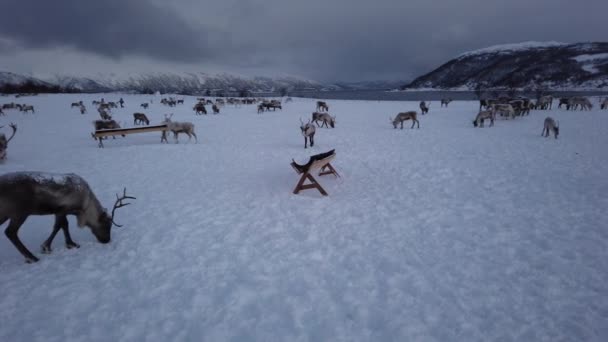 Herd Reindeers Looking Food Snow Tromso Region Northern Norway — Stock Video