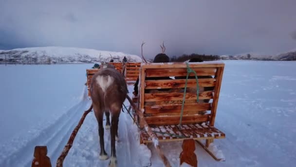Reindeers Pulling Sleighs Tourists Snow Tromso Region Northern Norway — Stock Video