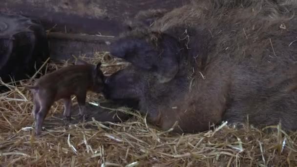 Mãe Porco Seu Bebê Recém Nascido Leitão Feno Fazenda — Vídeo de Stock