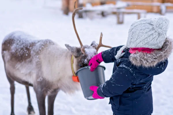 Klein meisje voeden rendieren in de winter — Stockfoto