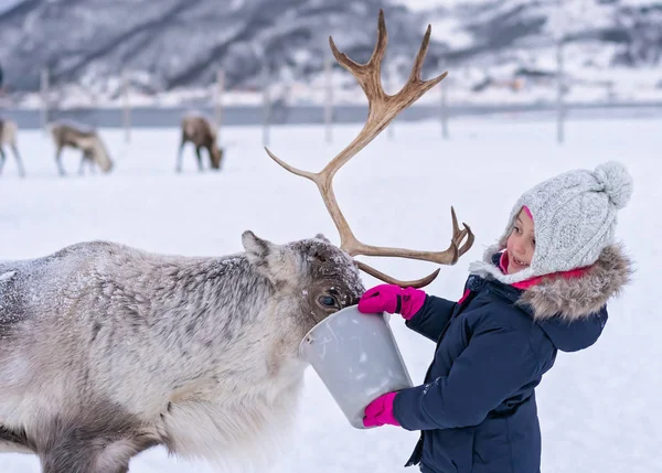 Ragazza che nutre renne in inverno — Foto Stock