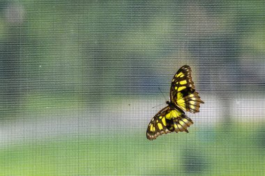 Ağ üzerinde oturan Lacewing kelebeği