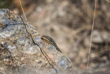 Küçük kertenkele kayanın üzerinde oturuyor.