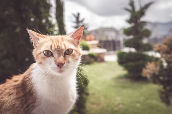 Retrato de um pequeno gato bonito — Fotografia de Stock