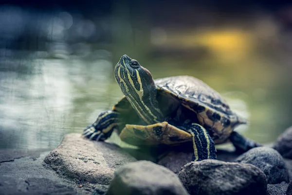 Cute small tiny turtle on a rock — Stock Photo, Image