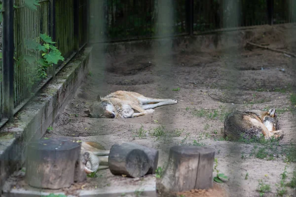 Pack of wolves sleeping in a zoo enclosure