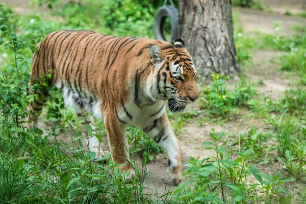 Mächtiger gestreifter sibirischer Tiger — Stockfoto