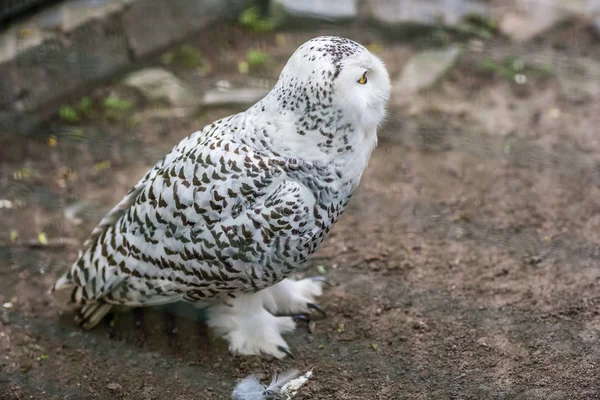 Snowy owl called Bubop Scandiacas in a cage in a zoo — Stock Photo, Image