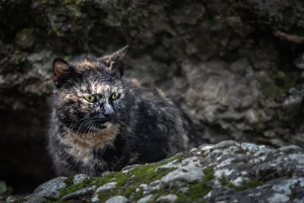 Black cat hiding among rocks