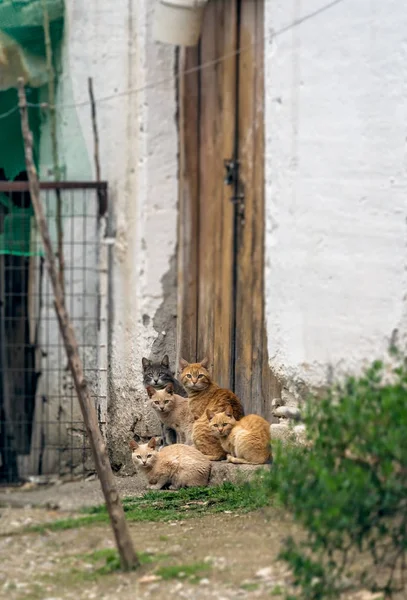 Troupeau de chats bruns mignons assis sur le porche — Photo