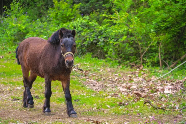 Mignon poney brun attaché à une corde — Photo