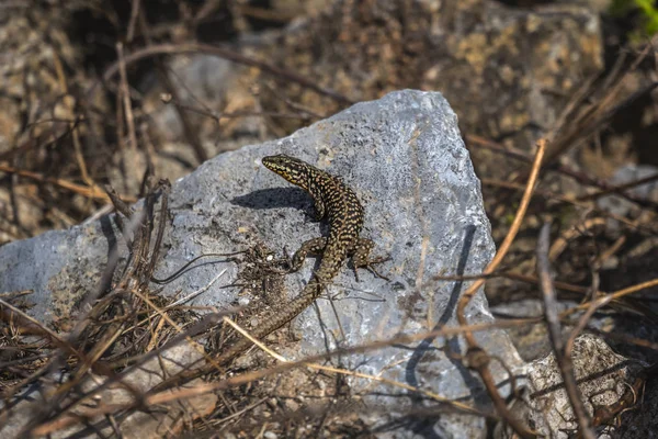 Pequeño lagarto sentado en una roca — Foto de Stock