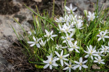 Beyaz çiçekler Ornithogalum umbellatum