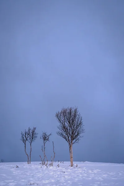 산의 겨울 풍경 중 불모의 나무 — 스톡 사진