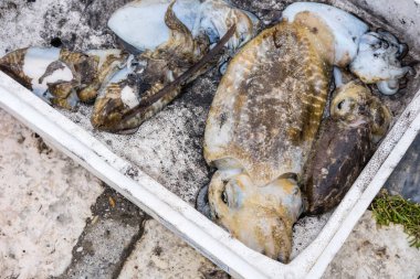 Kalamar ve diğer deniz canlıları balıkçılık gezisi sırasında yakalandı