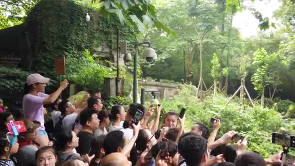 Chengdu Chiny Lipiec 2019 Ogromne Tłumy Turystów Oglądających Fotografujących Słodkie — Wideo stockowe