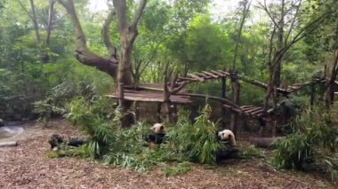 Büyük panda bir ağaçta dinleniyor ve diğer iki dev panda aşağıda oturuyor ve Çin 'in Chengdu kentindeki ulusal parkta bambu yaprakları yiyor.