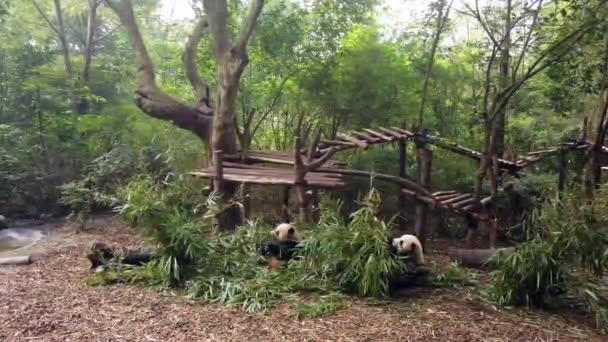 Grande Panda Descansando Uma Árvore Dois Outros Pandas Gigantes Sentados — Vídeo de Stock