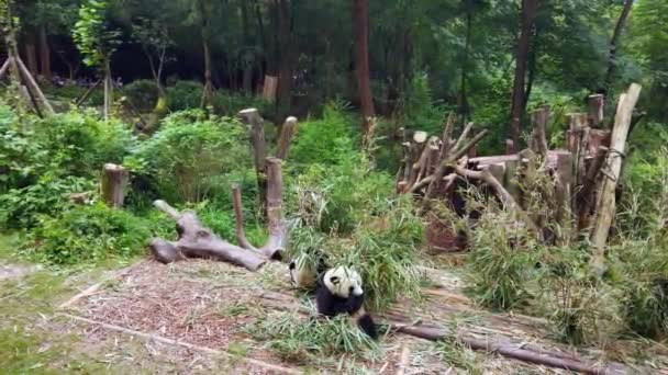 中国の国立公園で竹の葉を食べる2頭のジャイアントパンダ — ストック動画