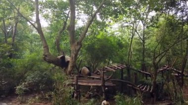 Büyük panda bir ağaçta dinleniyor ve diğer iki dev panda aşağıda oturuyor ve Çin 'in Chengdu kentindeki ulusal parkta bambu yaprakları yiyor.