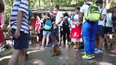 Zhangjiajie, Çin - Ağustos 2019: Çinli turist kalabalığı küçük vahşi maymun, Ten Mile Gallery Monkey Forest, Zhangjiajie Milli Parkı 'na meyve parçaları atıyor