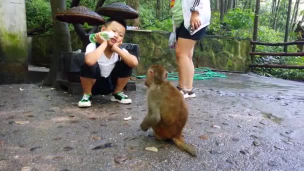 Zhangjiajie Chiny Sierpień 2019 Mały Chiński Chłopiec Kucki Patrzący Małą — Wideo stockowe