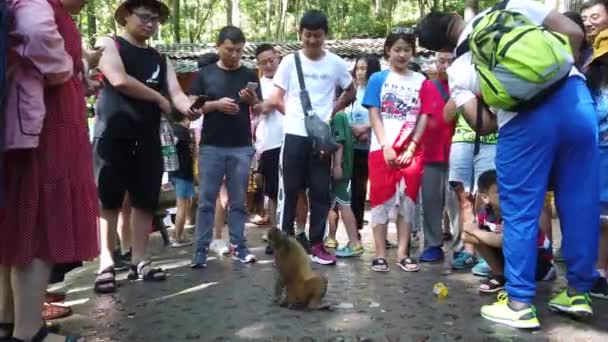 中国张家界 2019年8月 成群结队的中国游客向小野生猴子扔水果食品 张家界国家公园 十英里长的猴窝森林 — 图库视频影像