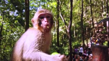 Maymun yiyen taze meyve turistler tarafından veriliyor, Ten Mile Gallery Maymun Ormanı, Zhangjiajie Ulusal Parkı, Çin