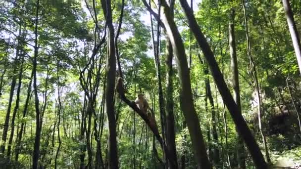 森の中の野生のサルのパックは 10マイルギャラリー猿の森 張家界国立公園 中国で木に登る — ストック動画