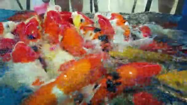 在中国的一个超级市场里 一群五彩斑斓的鱼正在争夺一个小孩手中的塑料小自动售货机里的特殊食物 — 图库视频影像