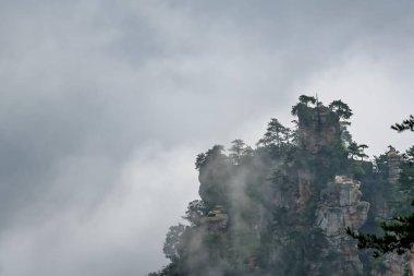 Z 'deki Tianzi dağlarındaki taş sütunun tepesinde büyüyen ağaç.