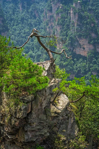 Viejo árbol muerto creciendo en la parte superior del pilar de piedra en Zhangjiajie —  Fotos de Stock