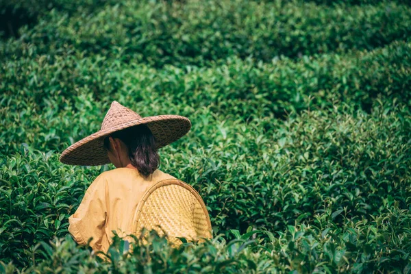 Yangshuo, China - August 2019 : Chinese woman wearing traditional conical chinese Asian hat collecting tea leaves on a plantation in summer,