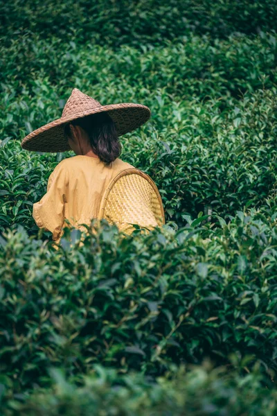 Yangshuo Chiny Sierpień 2019 Chinka Tradycyjnym Chińskim Kapeluszu Zbierająca Latem — Zdjęcie stockowe