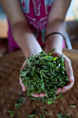 Çiftlikten toplanan taze çay yapraklarını tutan kadınların dikey görüntüsü.