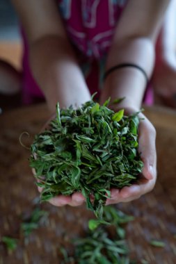 Çiftlikten toplanan taze çay yapraklarını tutan kadınların dikey görüntüsü.